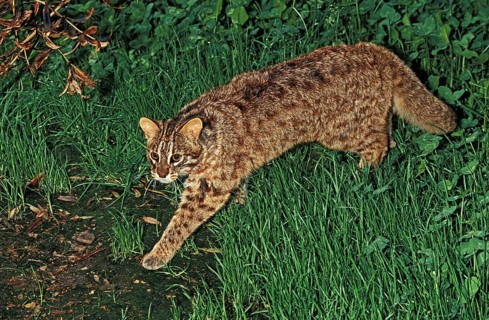 AMUR LEOPARD CAT (prionailurus bengalensis) OR SIBERIAN LEOPARD CAT euptilura