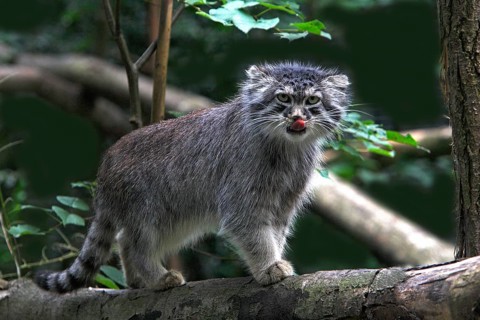 Pallas's cat (otocolobus manul) or Pallas' cat, adult on branch, licking its nose