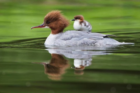 Common merganser (Mergus merganser), female with chicks, Germany, Europe