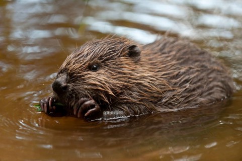 European beaver (Castor fiber), juvenile, Rosenheim, Bavaria, Germany, Europe