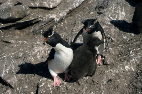 Rockhopper Penguins, pair with young, Saunders Island, Falkland Islands (Eudyptes chrysocome)