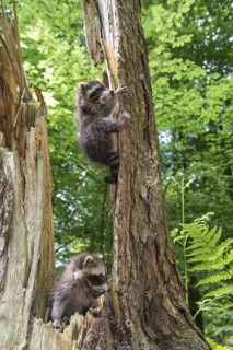 Raccoon (Procyon lotor) , Young animal, Lower Saxony, Germany, Europe