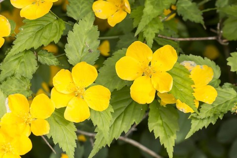 Kerria japonica, Japanese Kerrie, Ranunculus shrub