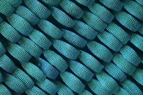 Scales of a butterfly wing strongly enlarged