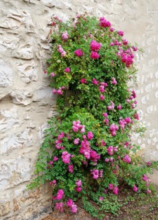 Pink rambler rose climbing an old wall