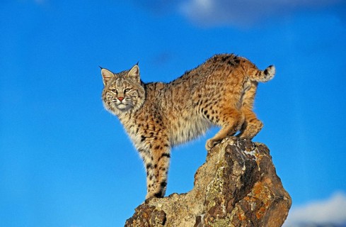 BOBCAT (lynx rufus), ADULT ON ROCK, CANADA