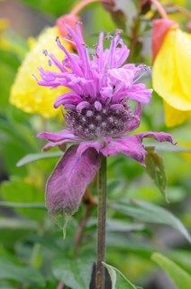 Beebalm, Monarda (Monarda hybrid)