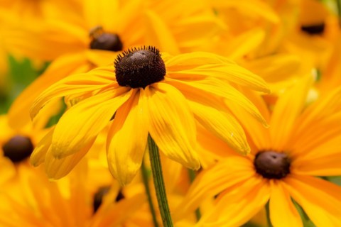 Flowerbed with yellow (echinacea) flowers - selective focus