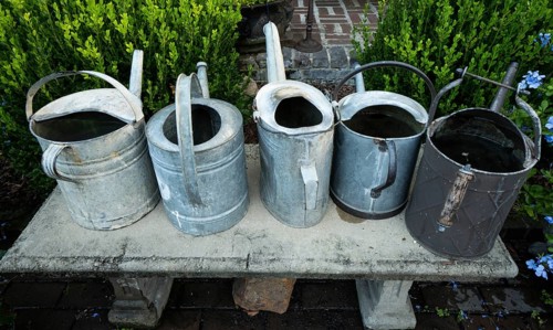 Several od rustic metal watering cans on a bench with green plants behind