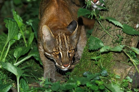 Asian Golden Cat or Temmink's Cat, catopuma temmincki, Adult