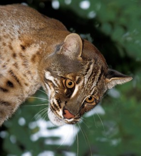ASIAN GOLDEN CAT OR TEMMINK'S CAT catopuma temmincki, PORTRAIT OF AN ADULT