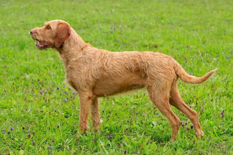Wirehaired Hungarian Pointing Dog, bitch, wirehaired Vizsla, sideways