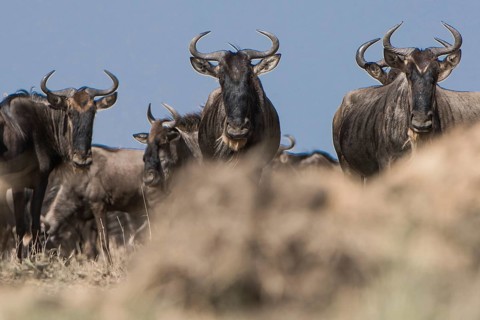 Wilderbeast, Gnu (Connochaetes taurinus)