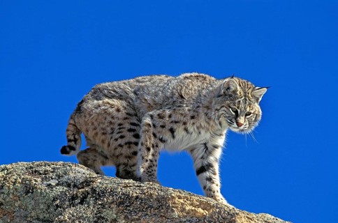 Bobcat (lynx rufus), Adult standing on Rocks, Canada, North America