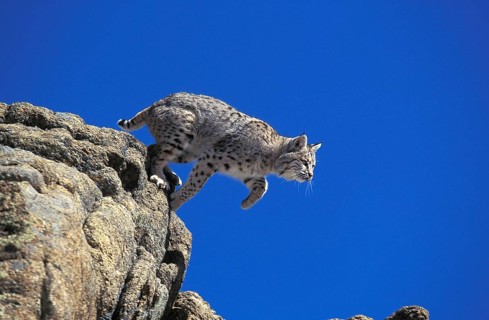 Bobcat (lynx rufus), Adult leaping from Rocks, Canada, North America