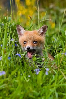 Red Fox (vulpes vulpes), Puppy with Flowers, Normandy