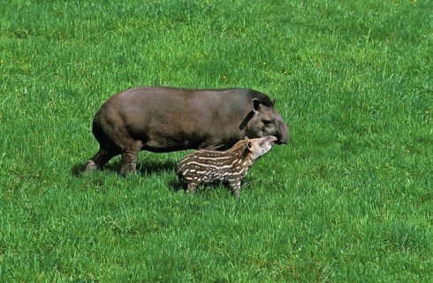 LOWLAND TAPIR (tapirus terrestris), FEMALE WITH YOUNG