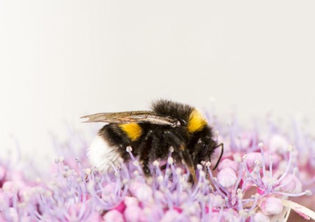 Macro of a bumblebee on a hydrangea flower