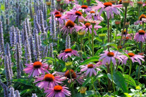 Purple cone flower (Echinacea purpurea)