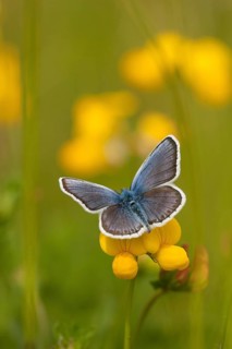 Silver-studded blue (Plebejus argus) male, North Rhine-Westphalia, Germany, Europe
