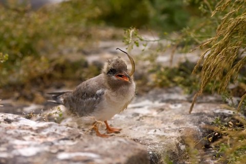 Arctic Tern (Sterna paradisaea), young