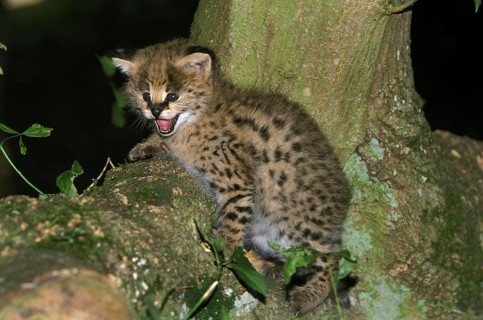Serval (leptailurus serval), Cub calling