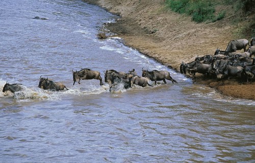 Blue Wildebeest (connochaetes taurinus), Herd Crossing Mara River during Migration, Masai Mara Park