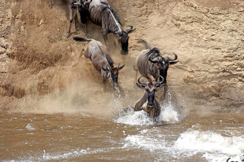Blue Wildebeest (connochaetes taurinus), Herd crossing Mara River during Migration, Masai Mara Park