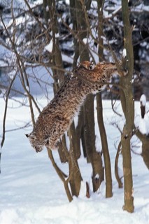 BOBCAT (lynx rufus), ADULT LEAPING FROM TREE, CANADA