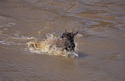 Blue Wildebeest (connochaetes taurinus), crossing Mara River during Migration, Masai Mara Park in