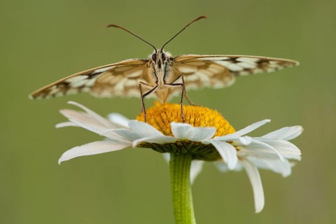 Marbled white (Melanargia galathea), Ox-eye daisy (Leucanthemum vulgare) North Rhine-Westphalia,