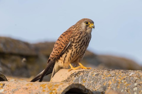 Lesser Kestrel (Falco naumanni) f, Spain, Europe