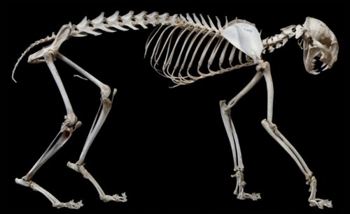 Lynx rufus Skeleton