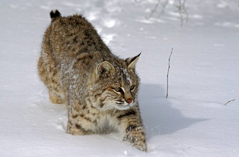 BOBCAT (lynx rufus), ERWACHSENER GANG DURCH DEN SCHNEE, KANADA