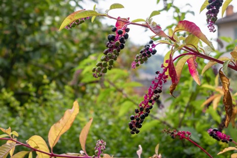 Pokeweed (Phytolacca americana) berries ripening in San Pellegrino Italy