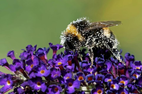 Garden bumblebee on a butterfly bush