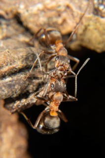 Red wood ant in early spring