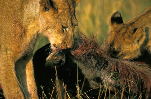 African Lion (panthera leo), Females with a Kill, a Wildebeest, Nairobi Park in Kenya