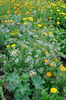 Vegetable garden, garden marigold (Calendula officinalis), coriander (Coriandrum sativum)