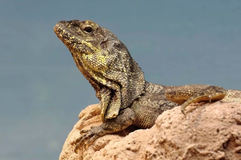 Collar lizard