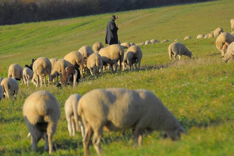 Landscape : Swabian Alb Flock of sheep in autumn on pasture, with shepherd, domestic sheep (Ovis