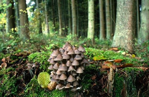 (Mycena stipata) (Mycena alcalina)