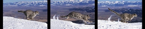 Snow Leopard or Ounce, uncia uncia, Adult running on Snow, Movement sequences