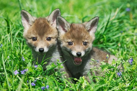 Red Fox (vulpes vulpes), Pup sitting in Flowers, Normandy
