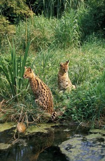 Serval (leptailurus serval)