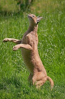 caracal (CARACAL caracal) ADULT HUNTING, STANDING ON HIND LEGS