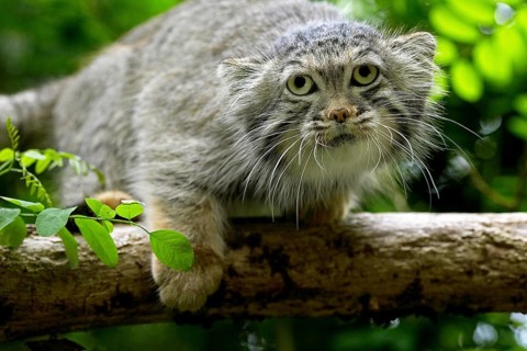MANUL OR PALLAS'S CAT (otocolobus manul), ADULT ON BRANCH