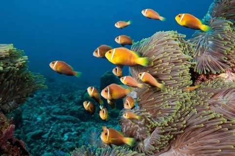 Maldives Anemonefish, North Male Atol, Maldives (Amphiprion nigripes)