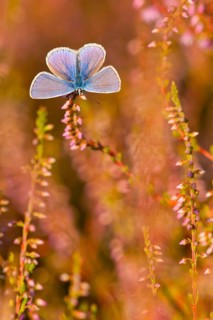 Common blue butterfly (Polyommatus icarus) male, North Rhine-Westphalia, Germany, Europe