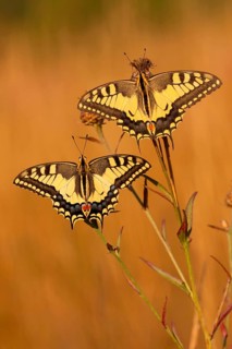 Swallowtail (Papilio machaon) North Rhine-Westphalia, Germany, Europe